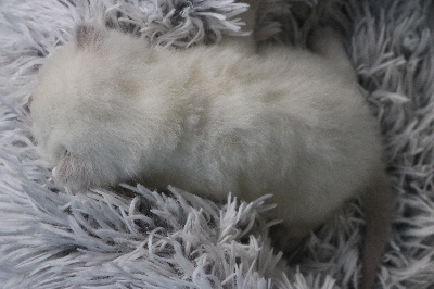 Valoris (yeux bleus, parents testés) - British Shorthair et Longhair