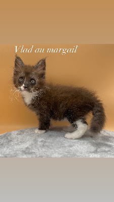 Au Margail - Chaton disponible  - Maine Coon