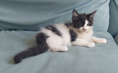 De Lewiston - Chaton disponible  - Maine Coon