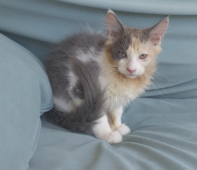 De Lewiston - Chaton disponible  - Maine Coon