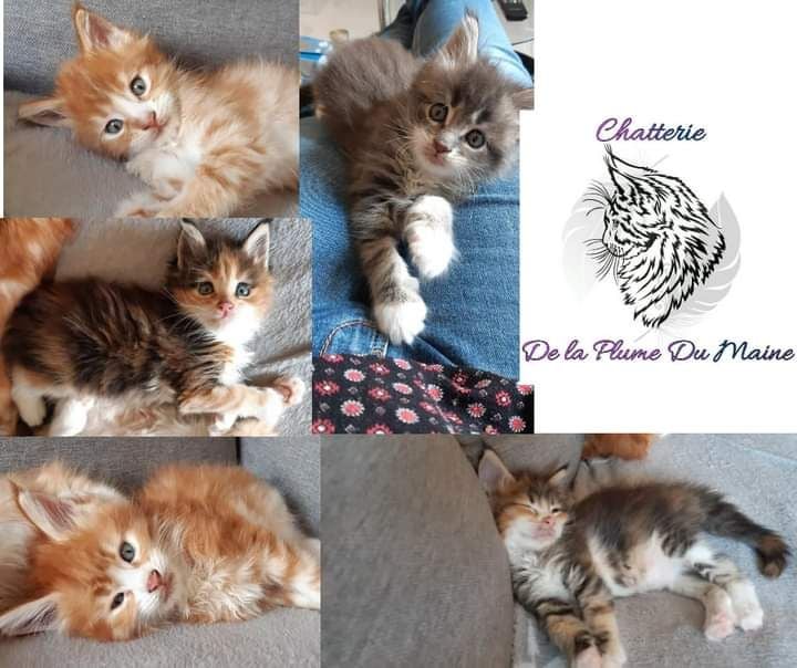 De La Plume Du Maine - nos premiers chatons sont là 