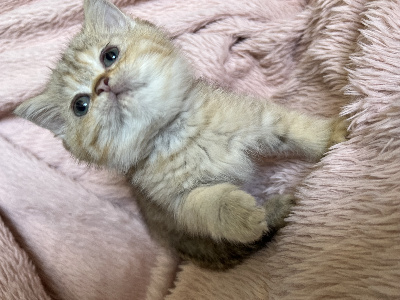 Sweety Boo Cats - Chaton disponible  - British Shorthair et Longhair