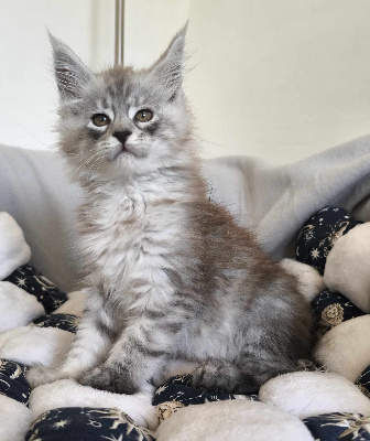 Du Royaume De Jaïade - Chaton disponible  - Maine Coon