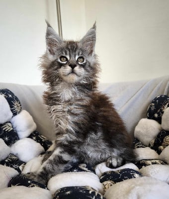 Du Royaume De Jaïade - Chaton disponible  - Maine Coon