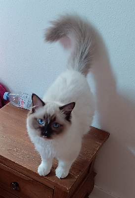 De Lemurevan - Chaton disponible  - Ragdoll