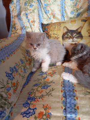 du val de brenne - Chaton disponible  - Selkirk Rex poil court et poil long