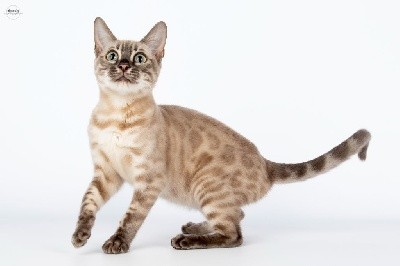 CH. Stella baccarat bengal