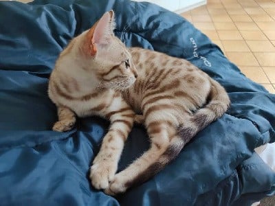 Tsarina Praline Bengals