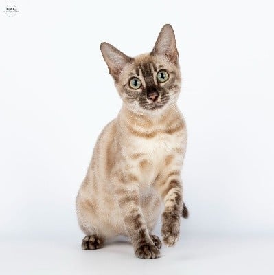 CH. Stella baccarat bengal