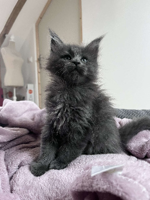 Du Cap Zaza - Chaton disponible  - Maine Coon