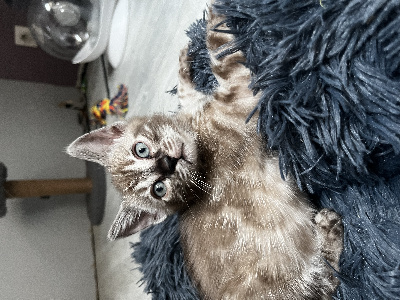 Des Nuances D’Oly - Chaton disponible  - Bengal