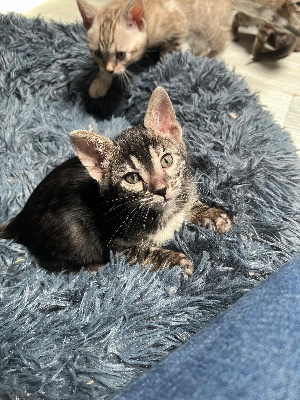 Des Nuances D’Oly - Chaton disponible  - Bengal