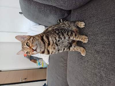 De Warm&Cozybengal - Chaton disponible  - Bengal