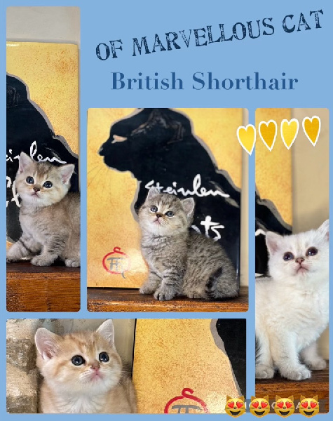 Of Marvellous Cat - British Shorthair et Longhair - Portée née le 09/04/2024