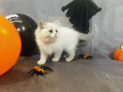 De La Vallée Du Bozançon - Chaton disponible  - Ragdoll