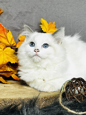 De La Vallée Du Bozançon - Chaton disponible  - Ragdoll