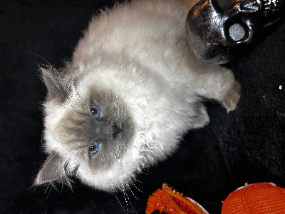 De La Vallée Du Bozançon - Chaton disponible  - Ragdoll