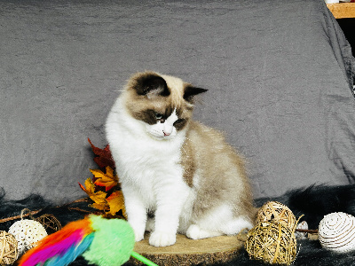 De La Vallée Du Bozançon - Chaton disponible  - Ragdoll