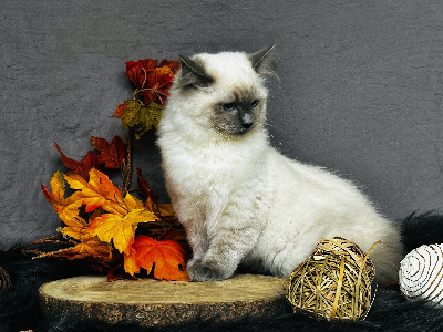 De La Vallée Du Bozançon - Chaton disponible  - Ragdoll