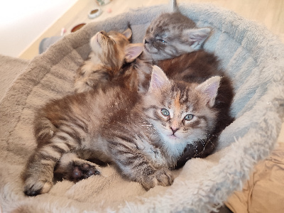 Des Loving Coon - Chaton disponible  - Maine Coon