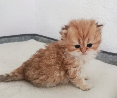 Des Tiny Boo - British Shorthair et Longhair - Portée née le 12/05/2024