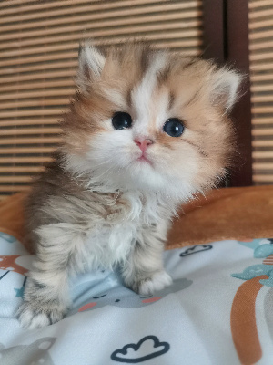 Des Tiny Boo - British Shorthair et Longhair - Portée née le 05/05/2024