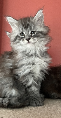 Cyndie Virette  - Chaton disponible  - Maine Coon