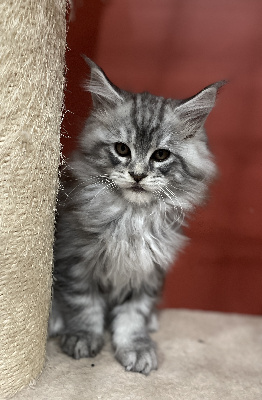 Cyndie Virette  - Chaton disponible  - Maine Coon