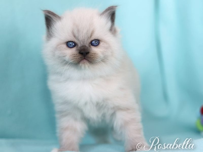 Rosabella - Chaton disponible  - Ragdoll