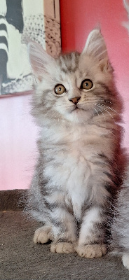 Celine Houssaye - Chaton disponible  - Maine Coon