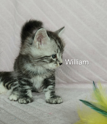 CHATON Willow 