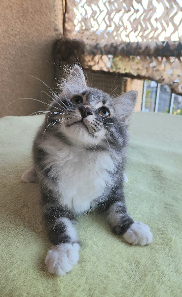 chaton Sibérien Deschachou 1359