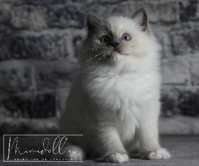 Mimidoll’s - Chaton disponible  - Ragdoll