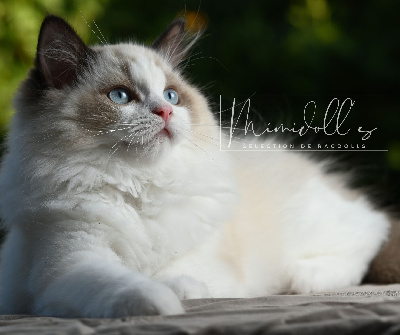 Mimidoll’s - Chaton disponible  - Ragdoll