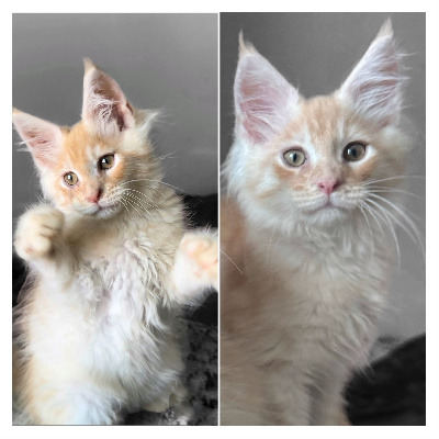 Du Charme De Monoï - Chaton disponible  - Maine Coon