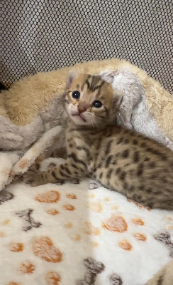 De La Roll's Du Bengal - Chaton disponible  - Bengal