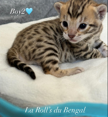 De La Roll's Du Bengal - Chaton disponible  - Bengal