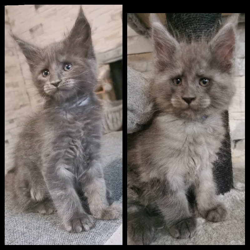 Des joyeux félins - Chaton disponible  - Maine Coon