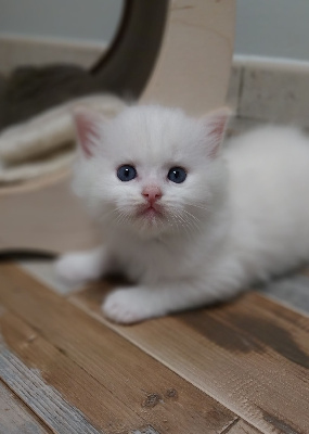 Des Boules De Coton - Chaton disponible  - Ragdoll