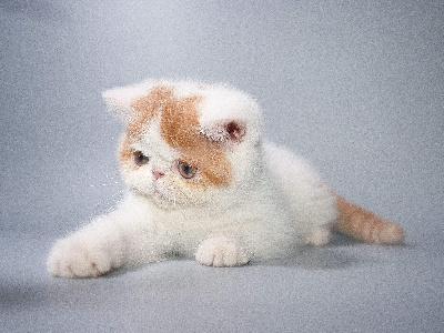 Peekaboo - Chaton disponible  - Exotic Shorthair