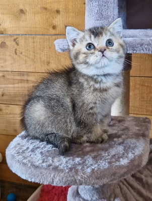 De Casadély - Chaton disponible  - British Shorthair et Longhair