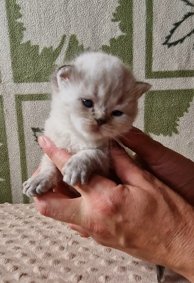 De Casadély - British Shorthair et Longhair - Portée née le 08/07/2024