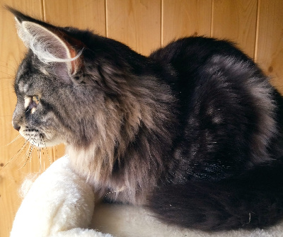 Du Domaine De Sara - Chaton disponible  - Maine Coon