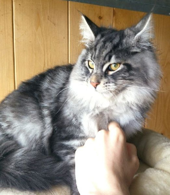 Du Domaine De Sara - Chaton disponible  - Maine Coon