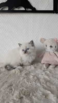 Victoria  - Ragdoll