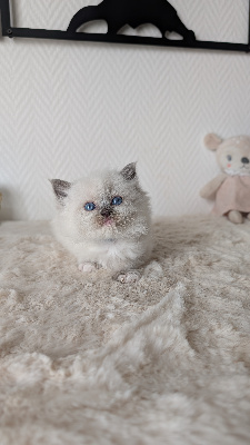 Violetta (collier bleu) - Ragdoll