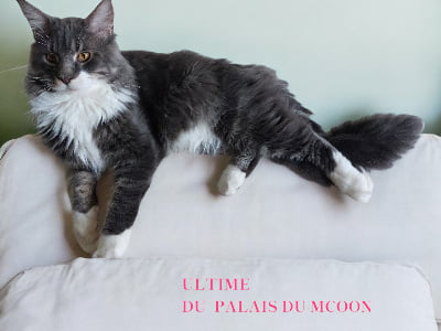 Du Palais Du Mcoon - Chaton disponible  - Maine Coon