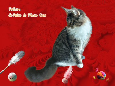 Du Palais Du Mcoon - Chaton disponible  - Maine Coon