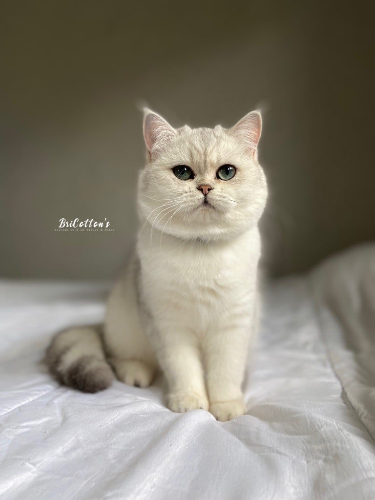 BriCotton’s - Magnifiques British Shorthair Silver