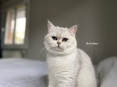 BriCotton’s - Chaton disponible  - British Shorthair et Longhair